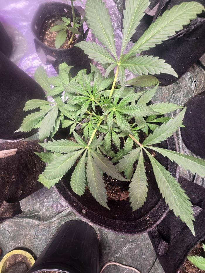 Oblivion Burn Mystery Genetics!. Week 3