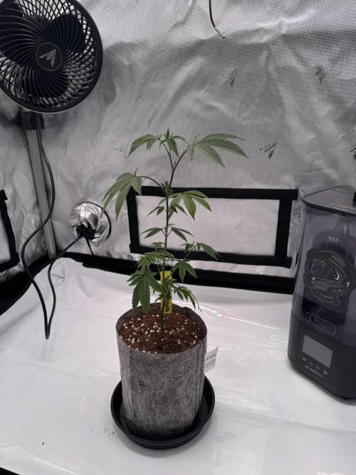 2X3 Baby Yoda & Ice Cream Cake. Week 1 - Baby Yoda Day 1, 11/7, cut was in bad shape, dry and zero visible roots.