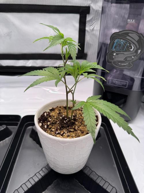 2X3 Baby Yoda & Ice Cream Cake. Week 1 - Ice Cream Cake Day 1, 11/14