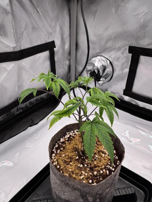 2X3 Baby Yoda & Ice Cream Cake. Week 1 - Baby Yoda Day 14.  Stunted, mag lockout, roots can't sustain, heavy topping.