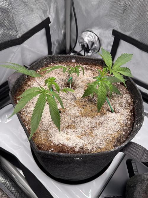 2X3 Baby Yoda & Ice Cream Cake. Week 2 - Ice Cream Cake, 11/17, cut came with a thrip, DE and Dr. Zyme foliar for a few.