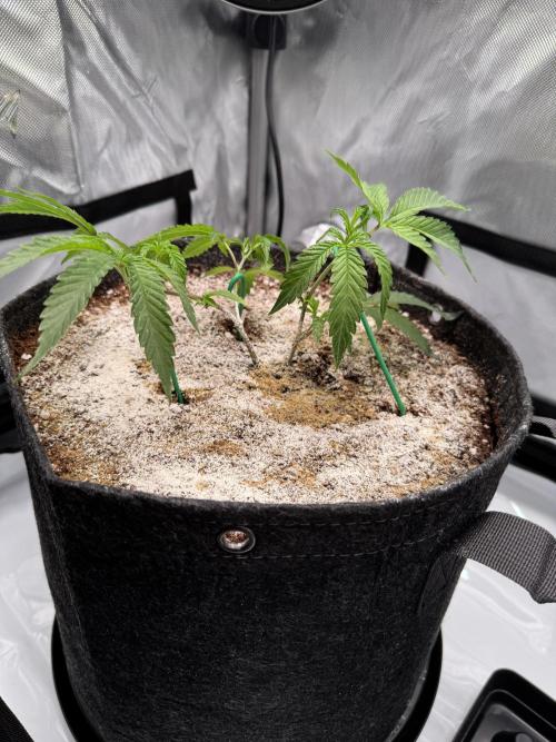 2X3 Baby Yoda & Ice Cream Cake. Week 2 - Ice Cream Cake, 11/17