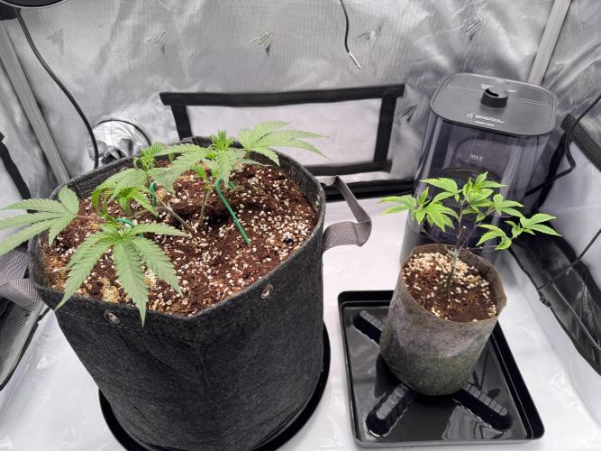 2X3 Baby Yoda & Ice Cream Cake. Week 2 - Ice Cream Cake (left), Baby Yoda (right), 11/18