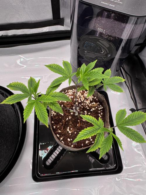 2X3 Baby Yoda & Ice Cream Cake. Week 2 - Baby Yoda, 11/18, still locked out, annoying start