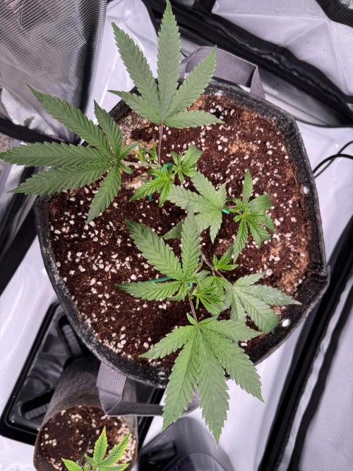 2X3 Baby Yoda & Ice Cream Cake. Week 2 - Ice Cream Cake, 11/18