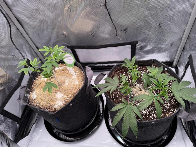 2X3 Baby Yoda & Ice Cream Cake. Week 2 - Baby Yoda (left), Ice Cream Cake (right), 11/21