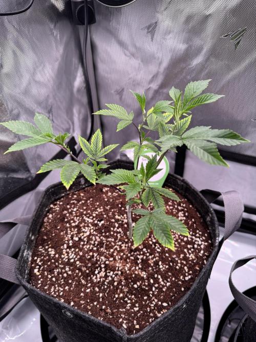 2X3 Baby Yoda & Ice Cream Cake. Week 3 - Baby Yoda, 11/23