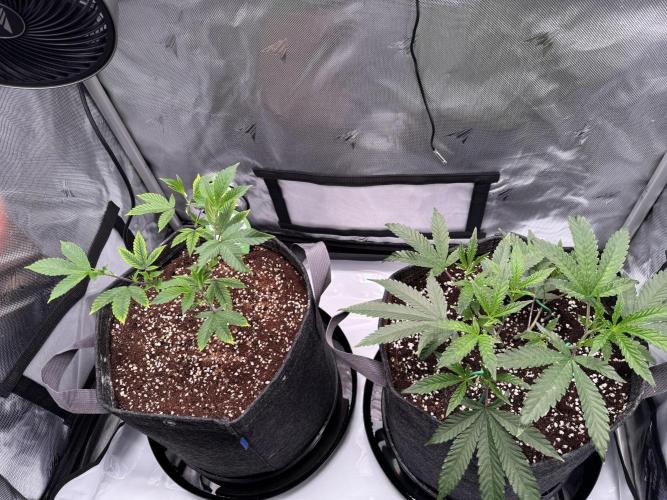 2X3 Baby Yoda & Ice Cream Cake. Week 3 - Baby Yoda (left), Ice Cream Cake (right), 11/23