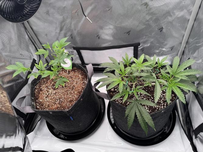 2X3 Baby Yoda & Ice Cream Cake. Week 3 - Baby Yoda (left), Ice Cream Cake (right), 11/24