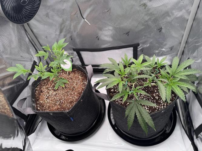 2X3 Baby Yoda & Ice Cream Cake. Week 3 - Baby Yoda (left), Ice Cream Cake (right), 11/24