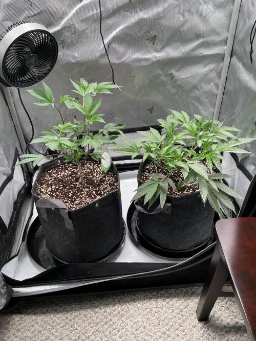 2X3 Baby Yoda & Ice Cream Cake. Week 4 - Baby Yoda (left), Ice Cream Cake (right), 11/28