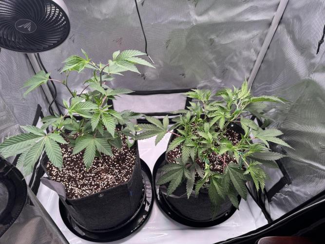 2X3 Baby Yoda & Ice Cream Cake. Week 4 - Baby Yoda (left), Ice Cream Cake (right), 11/29