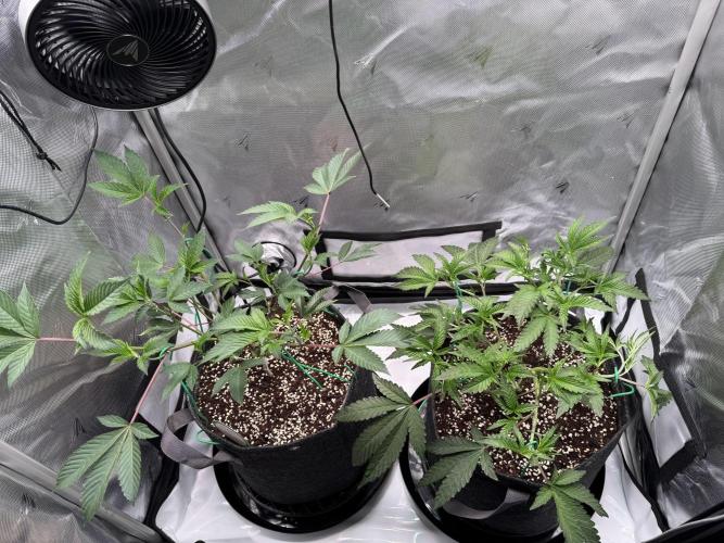 2X3 Baby Yoda & Ice Cream Cake. Week 4 - Baby Yoda (left), Ice Cream Cake (right), 12/1