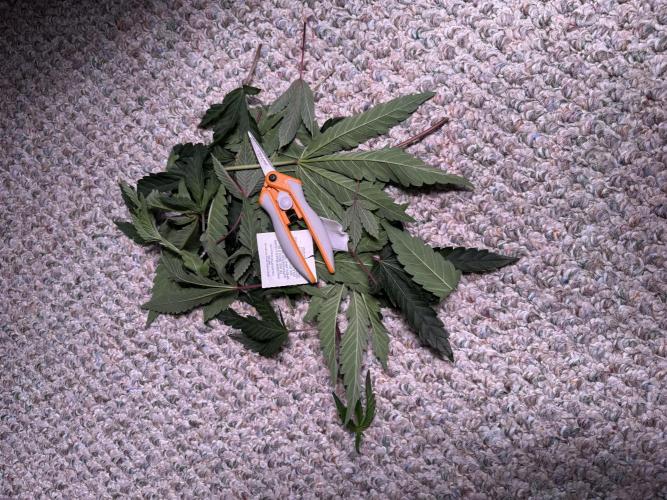 2X3 Baby Yoda & Ice Cream Cake. Week 4 - Defoliation, 12/1