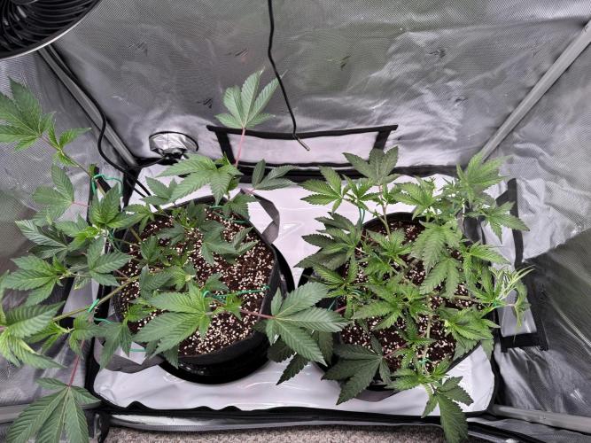 2X3 Baby Yoda & Ice Cream Cake. Week 4 - Baby Yoda (left), Ice Cream Cake (right), 12/1