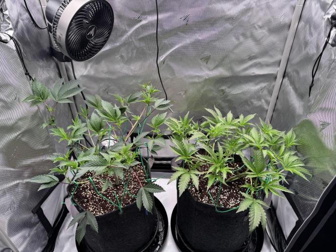 2X3 Baby Yoda & Ice Cream Cake. Week 5 - Baby Yoda (left), Ice Cream Cake (right), 12/6