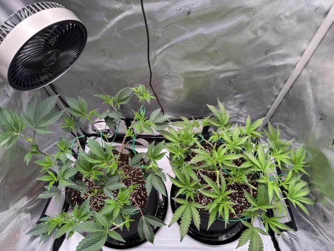 2X3 Baby Yoda & Ice Cream Cake. Week 5 - Baby Yoda (left), Ice Cream Cake (right), 12/6