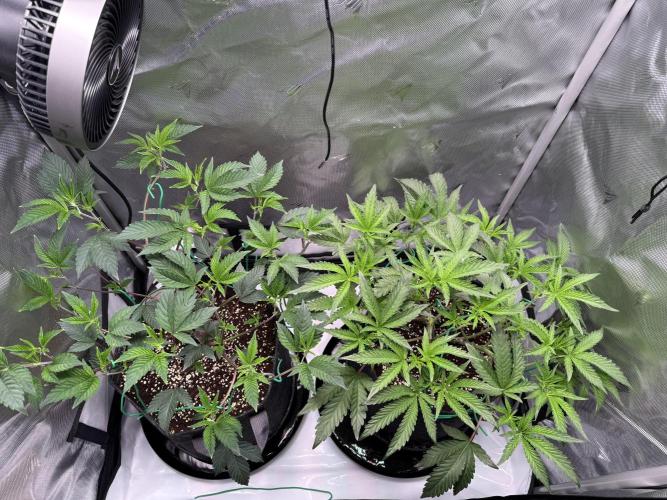 2X3 Baby Yoda & Ice Cream Cake. Week 5 - Baby Yoda (left), Ice Cream Cake (right), 12/8