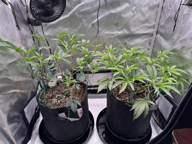 2X3 Baby Yoda & Ice Cream Cake. Week 5 - Baby Yoda (left), Ice Cream Cake (right), 12/8