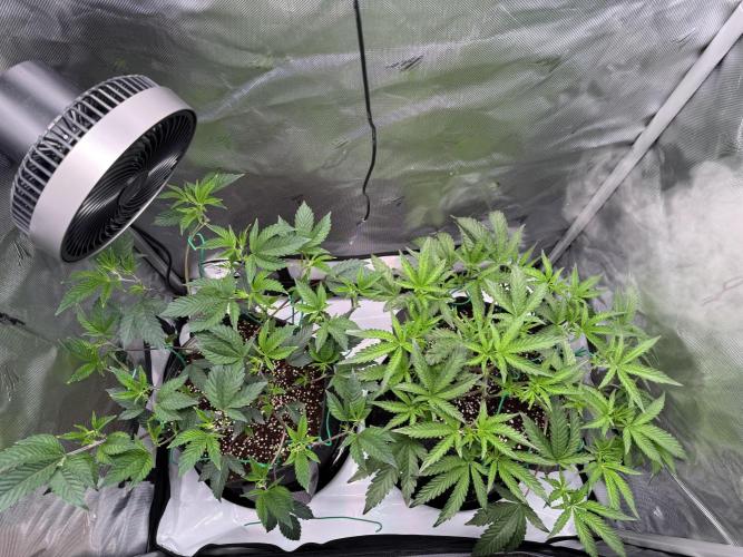 2X3 Baby Yoda & Ice Cream Cake. Week 5 - Baby Yoda (left), Ice Cream Cake (right), 12/8