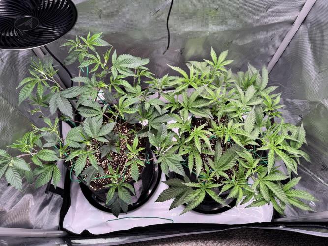 2X3 Baby Yoda & Ice Cream Cake. Week 5 - Baby Yoda (left), Ice Cream Cake (right), 12/8