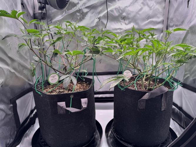 2X3 Baby Yoda & Ice Cream Cake. Week 5 - Baby Yoda (left), Ice Cream Cake (right), 12/8