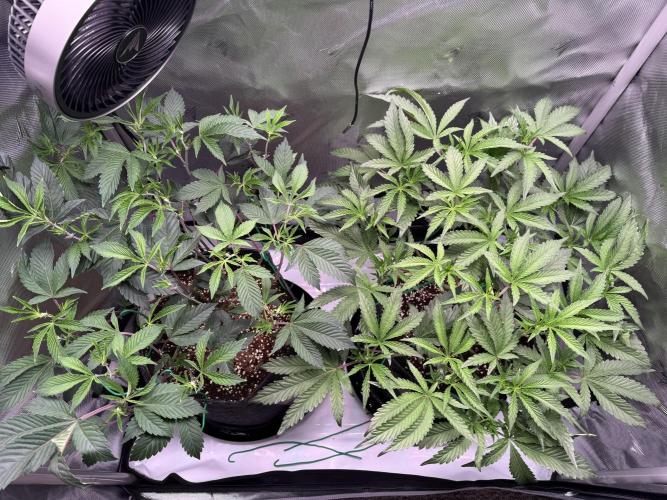 2X3 Baby Yoda & Ice Cream Cake. Week 5 - Baby Yoda (left), Ice Cream Cake (right), 12/11