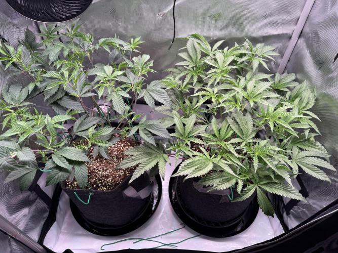 2X3 Baby Yoda & Ice Cream Cake. Week 5 - Baby Yoda (left), Ice Cream Cake (right), 12/11