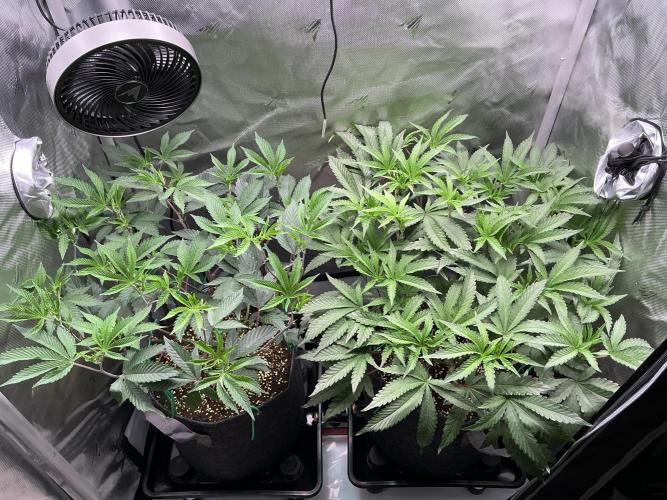 2X3 Baby Yoda & Ice Cream Cake. Week 6 - Baby Yoda (left), Ice Cream Cake (right), 12/16