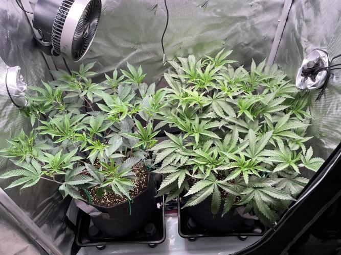 2X3 Baby Yoda & Ice Cream Cake. Week 6 - Baby Yoda (left), Ice Cream Cake (right), 12/16