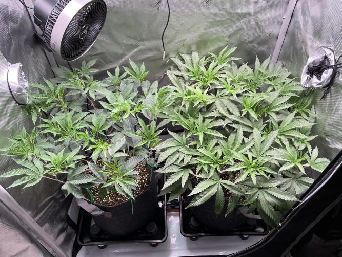 2X3 Baby Yoda & Ice Cream Cake. Week 6 - Baby Yoda (left), Ice Cream Cake (right), 12/16