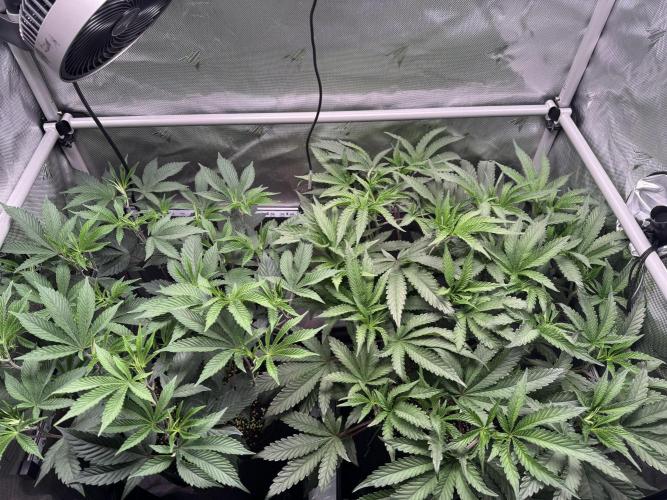 2X3 Baby Yoda & Ice Cream Cake. Week 6 - Baby Yoda (left), Ice Cream Cake (right), 12/19