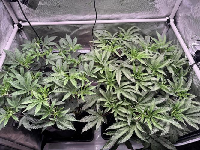 2X3 Baby Yoda & Ice Cream Cake. Week 6 - Baby Yoda (left), Ice Cream Cake (right), 12/19