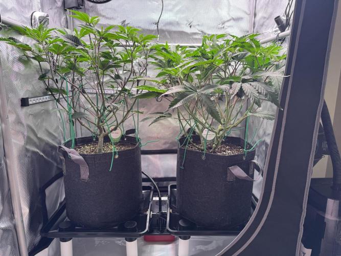 2X3 Baby Yoda & Ice Cream Cake. Week 6 - Baby Yoda (left), Ice Cream Cake (right), 12/19