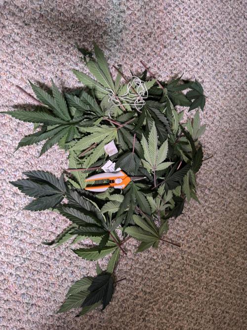 2X3 Baby Yoda & Ice Cream Cake. Week 6 - Flip day defoliation 12/19