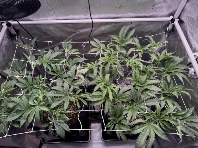 2X3 Baby Yoda & Ice Cream Cake. Week 6 - ScrOG day, Baby Yoda (left), Ice Cream Cake (right), 12/19