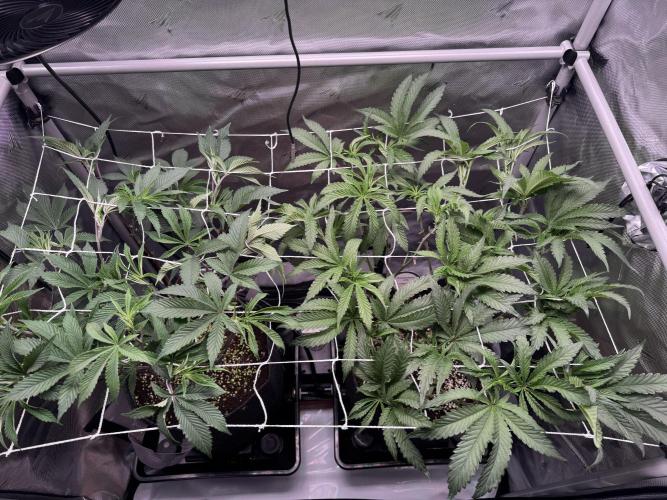 2X3 Baby Yoda & Ice Cream Cake. Week 6 - Baby Yoda (left), Ice Cream Cake (right), 12/19