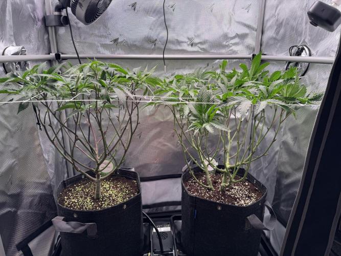 2X3 Baby Yoda & Ice Cream Cake. Week 6 - Baby Yoda (left), Ice Cream Cake (right), 12/19