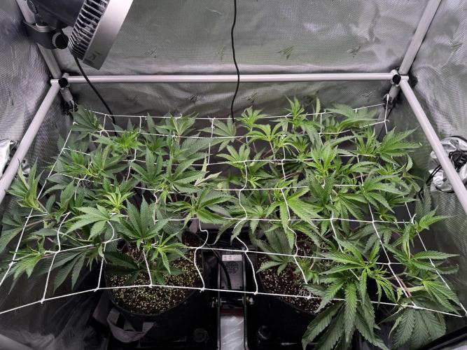 2X3 Baby Yoda & Ice Cream Cake. Week 7 - 12/21