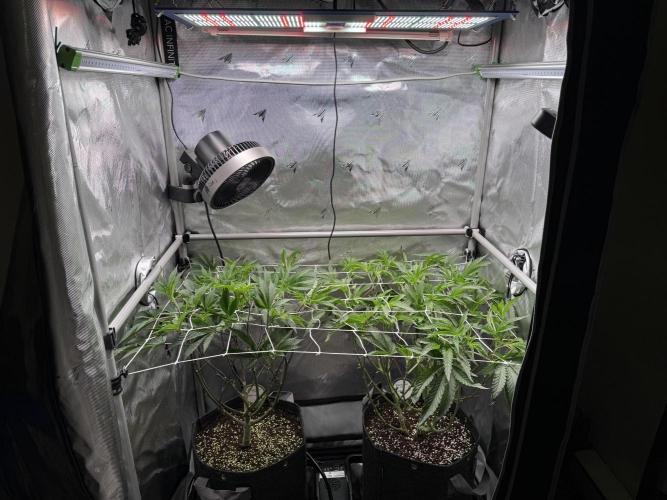 2X3 Baby Yoda & Ice Cream Cake. Week 7 - 12/21