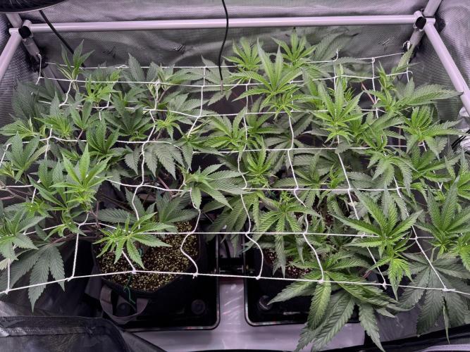 2X3 Baby Yoda & Ice Cream Cake. Week 7 - 12/23