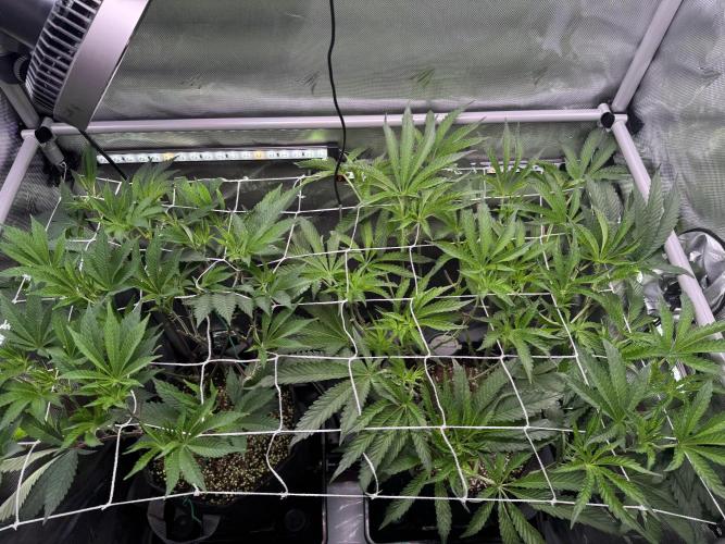 2X3 Baby Yoda & Ice Cream Cake. Week 7 - 12/24