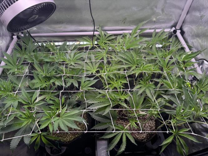 2X3 Baby Yoda & Ice Cream Cake. Week 7 - 12/26