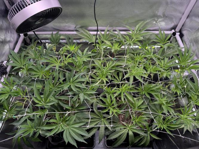 2X3 Baby Yoda & Ice Cream Cake. Week 8 - 12/27