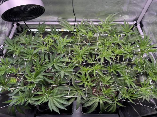 2X3 Baby Yoda & Ice Cream Cake. Week 8 - 12/27