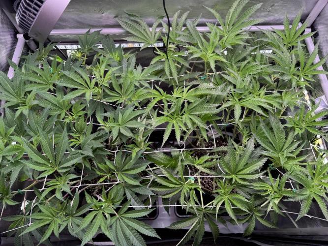 2X3 Baby Yoda & Ice Cream Cake. Week 8 - 12/28