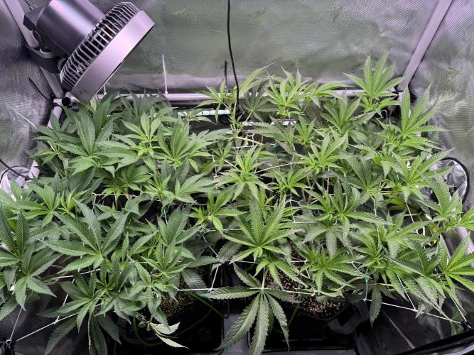 2X3 Baby Yoda & Ice Cream Cake. Week 8 - 12/30