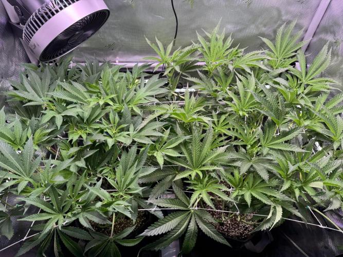 2X3 Baby Yoda & Ice Cream Cake. Week 8 - 12/31