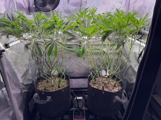 2X3 Baby Yoda & Ice Cream Cake. Week 8 - 12/31