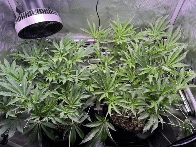 2X3 Baby Yoda & Ice Cream Cake. Week 8 - 1/1